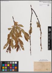 Foto von Salix daphnoides Vill.